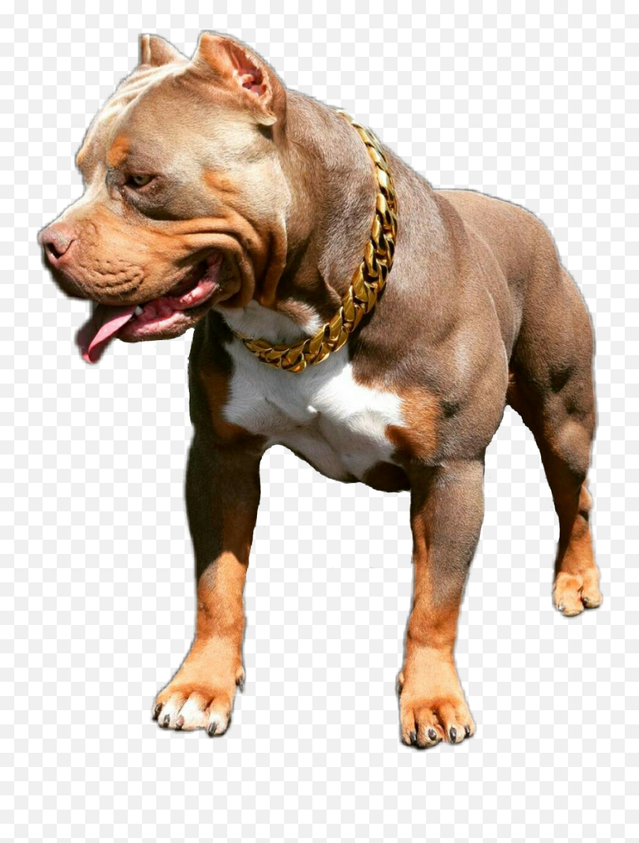 Freetoedit - Dog Png For Picsart Emoji,Pit Bull Emoji