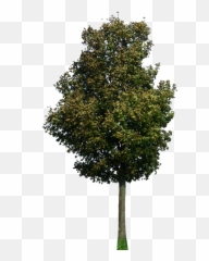 Wavefront - Transparent Background Tree Png Emoji,Obj Emoji