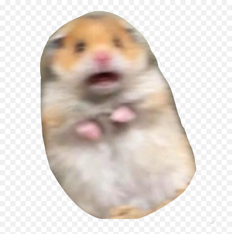 Hamster Memes Poncik Cute Cutepets - Sticker Hamster Emoji,Hamster Face Emoji