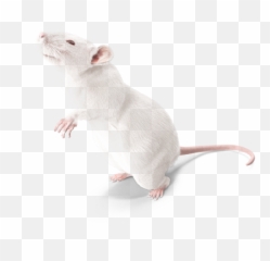 Lab Rat Png Picture - Lab Rat Png Emoji,Mice Emoji