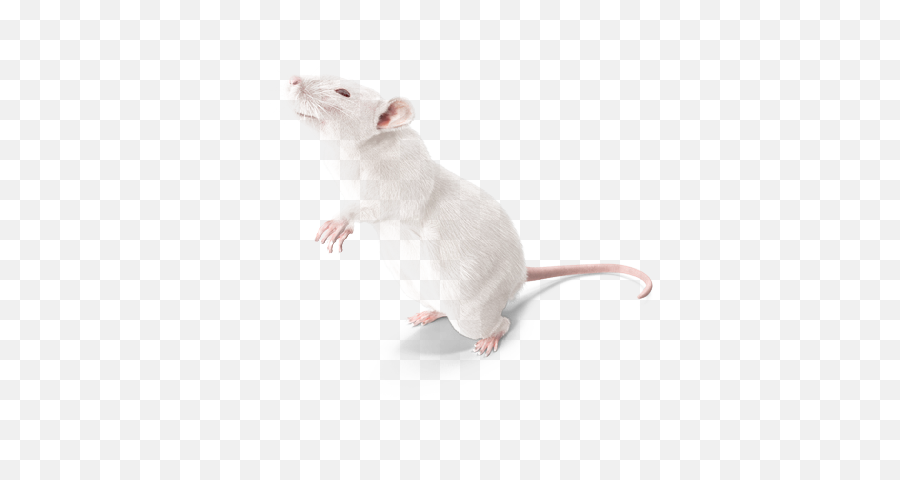 Lab Rat Png Picture - Lab Rat Png Emoji,Mice Emoji