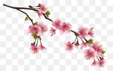 Sakura Png - Cherry Blossom Chinese Flowers Emoji,Sakura Blossom Emoji