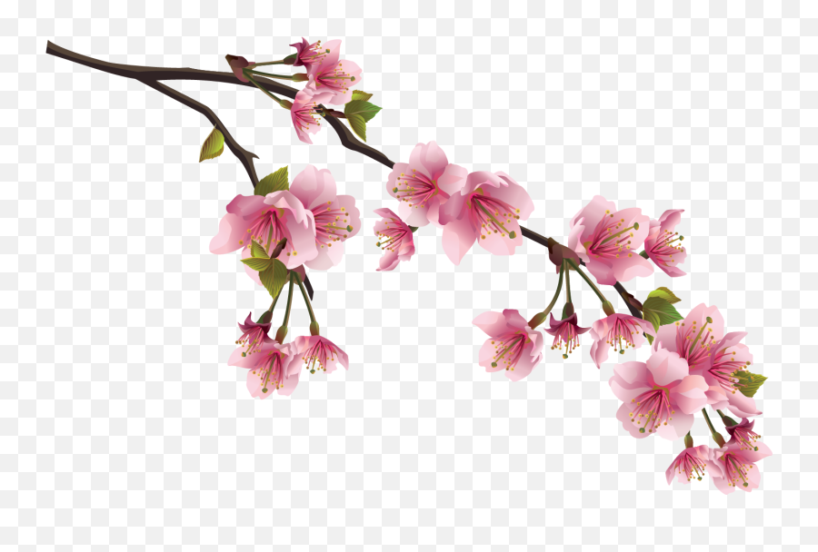 Sakura Png - Cherry Blossom Chinese Flowers Emoji,Sakura Blossom Emoji