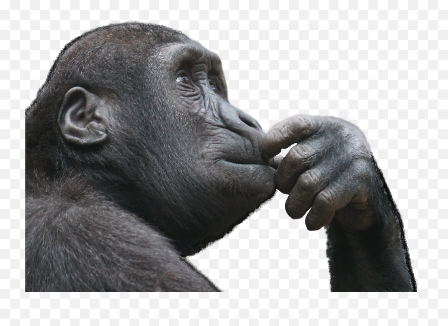 Isolated Thinking Freedom Ape Monkey - Thinking Monkey Png Emoji,Thinking Emoji Finger