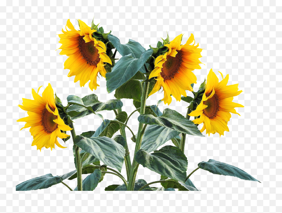 Sunflowers Png - Sunflowers Png Flower Garden Sunflower Thank You Sympathy In Spanish Emoji,Sunflower Emoji
