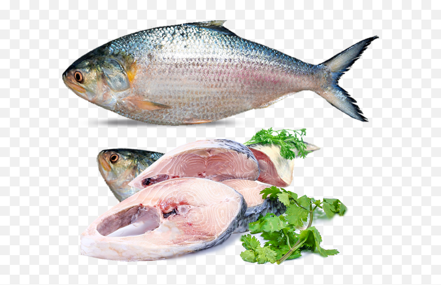 Download Rm5 - Hilsa Fish In Mumbai Png Image With No Ilish Mach Price In Kolkata Today Emoji,Seafood Emoji