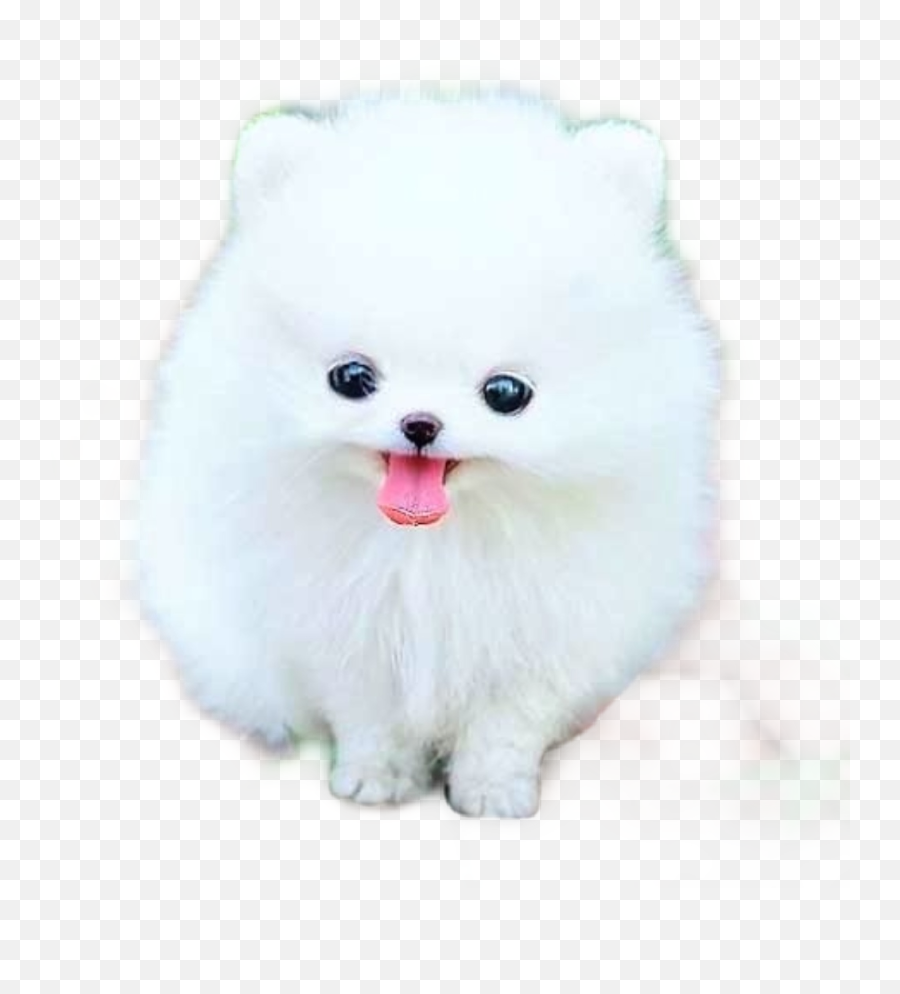Pomeranian Puppy Sticker - Soft Emoji,Pomeranian Emoji
