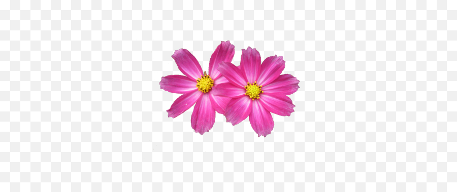 Download Flower Free Png Transparent Image And Clipart - 2 Pink Flower Png Emoji,Pink Flower Emoji Png