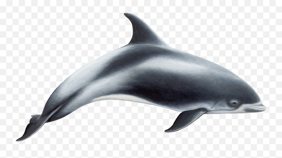 Dolphin Clipart Maui Dolphin Dolphin - White Beaked Dolphin Emoji,Miami Dolphins Emoji
