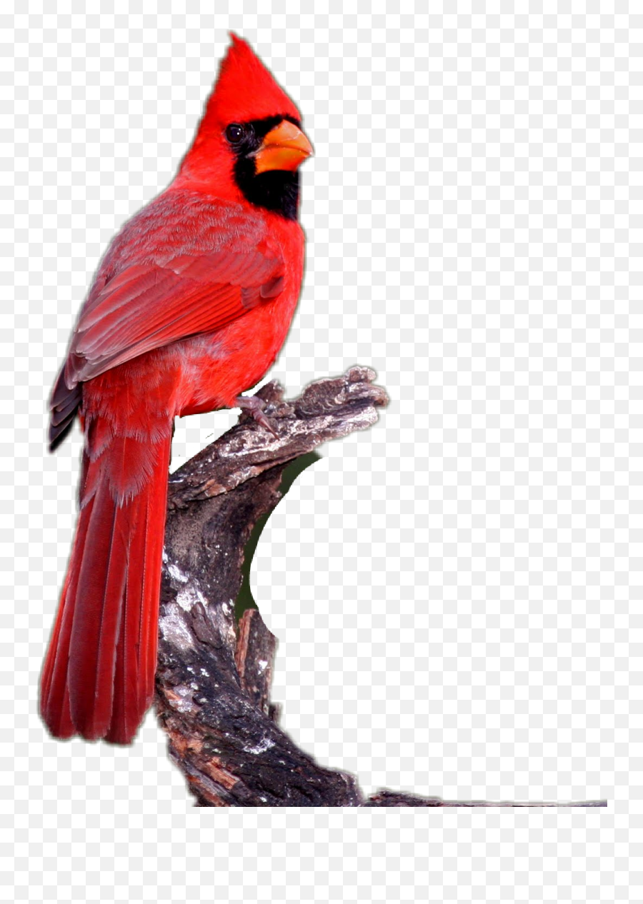 Cardinal - Sticker By Taliafera Male Cardinal Emoji,Cardinal Emoji