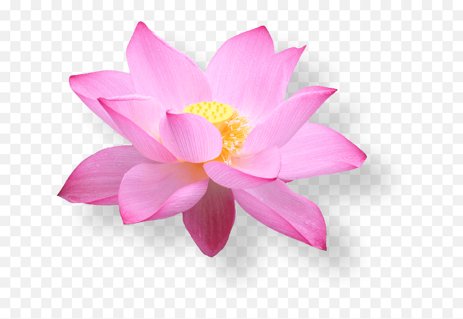Lotus Flower Vietnam Png - Vietnam Airlines Lotus Emoji,Lotus Flower Emoji