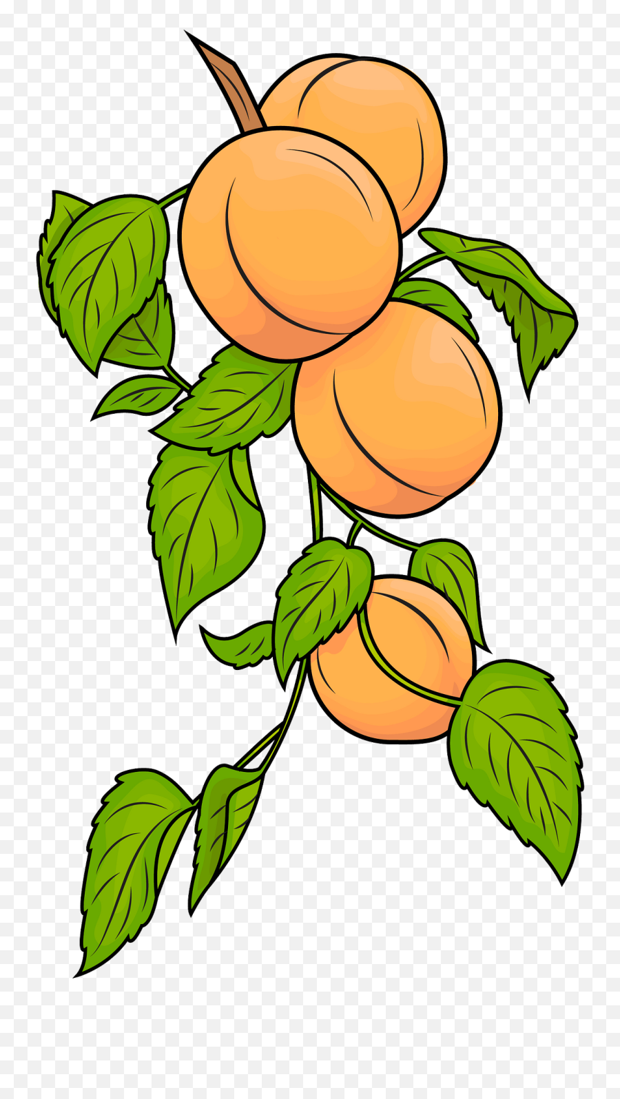 Apricots Clipart Free Download Transparent Png Creazilla - Apricot Tree Clipart Emoji,Apricot Emoji