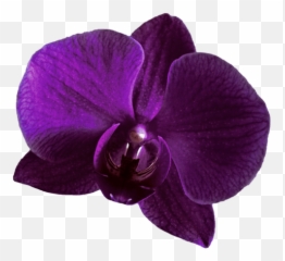 Spongebobsquarepants Outfit - Purple Orchid Png Transparent Emoji,Orchid Emoji