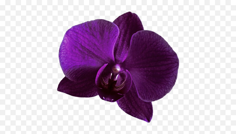 Spongebobsquarepants Outfit - Purple Orchid Png Transparent Emoji,Orchid Emoji
