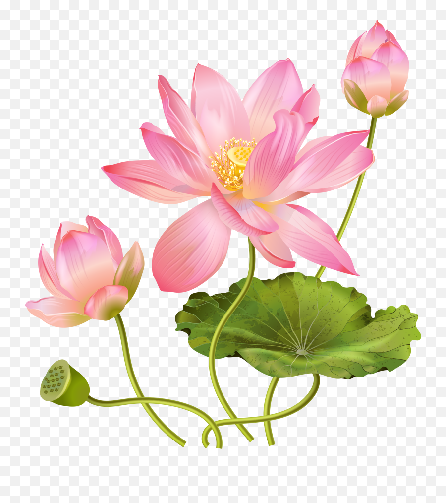 Lotus Flower Png - Lotus Flower Png Free Emoji,Lotus Flower Emoji