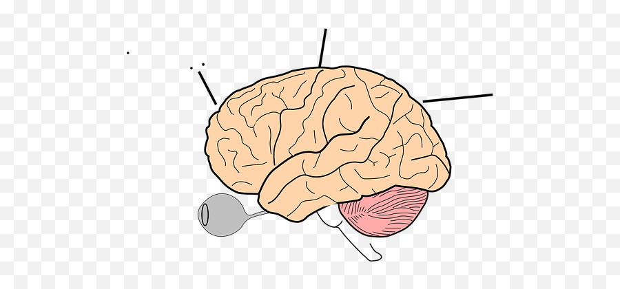 100 Free Human Brain U0026 Brain Vectors - Pixabay Brain Outline Drawing Emoji,Cauliflower Emoji