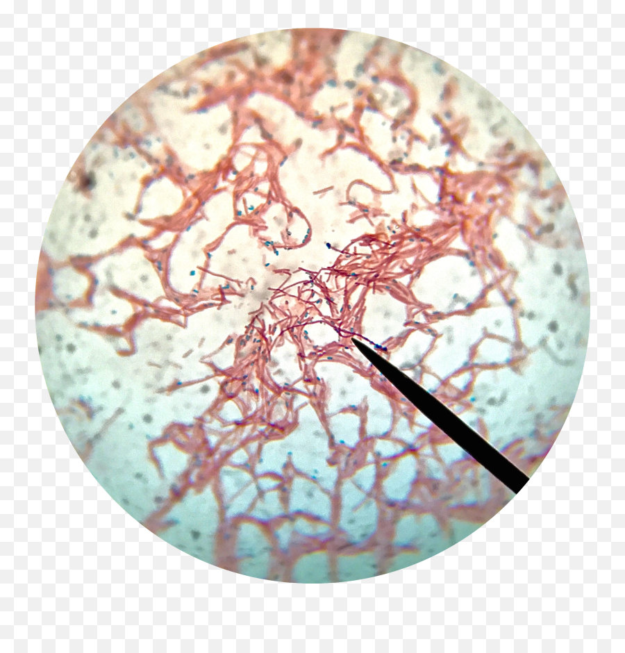 Bacillus Subtilis Endospore Stain - Bacillus Subtilis Endospore Stain Emoji,Iphone New Emojis 2015
