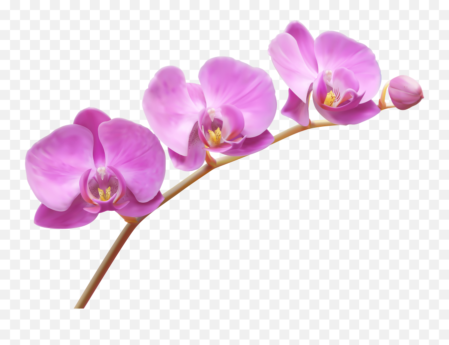 Free Pink Orchid Cliparts Download - Transparent Orchid Clipart Emoji,Orchid Emoji