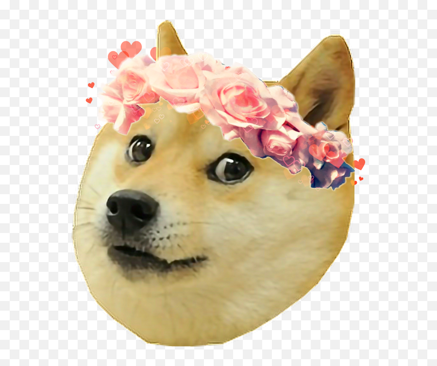 Doggo Bored Idk Dog Meme Doge Funny - Doge Transparent Background Emoji,Doggo Emoji