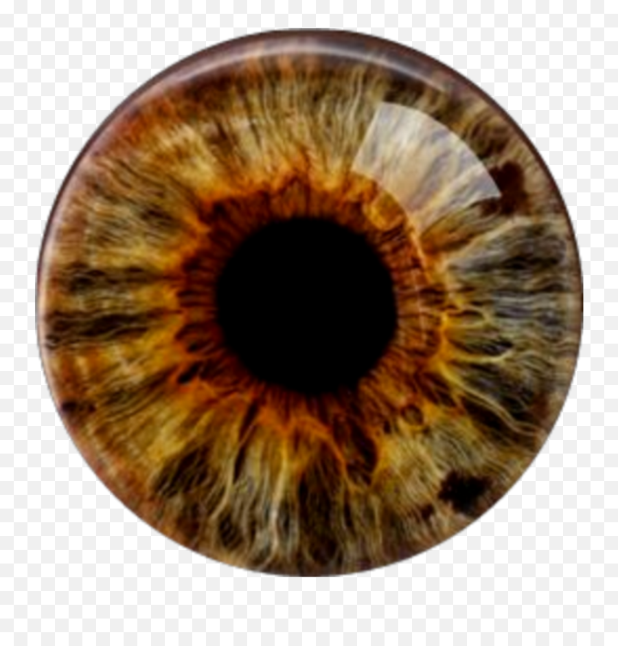 Browneyes Eyes Contacts Eyeballs - Glas Hazel Eyes Emoji,Eyeballs Emoji