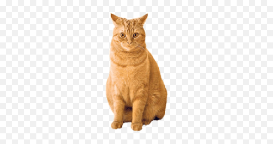 Cat Png And Vectors For Free Download - Dlpngcom Ginger Cat Png Emoji,Shocked Cat Emoji