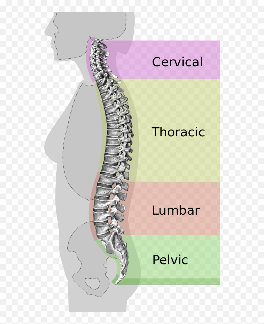 Spinal Column Curvature - Rid Ki Haddi Me Dard Emoji,Emoji Earrings