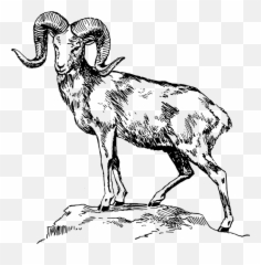 Goat Amazing Drawing - Ram Clipart Black And White Emoji
