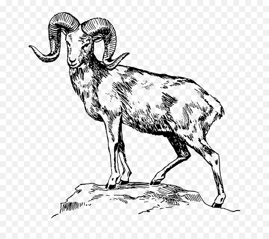 Goat Amazing Drawing - Ram Clipart Black And White Emoji,Goat Emoticons