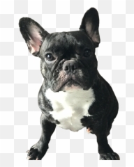 Bulldog Dog Frenchie Freetoedit - French Bulldog Emoji,French Bulldog Emoji