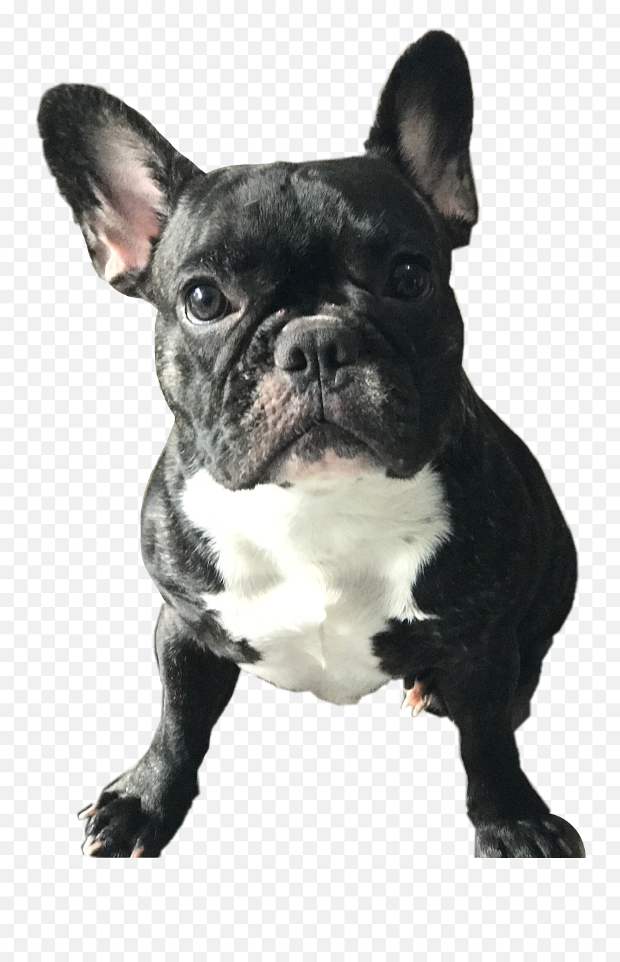Bulldog Dog Frenchie Freetoedit - French Bulldog Emoji,French Bulldog Emoji
