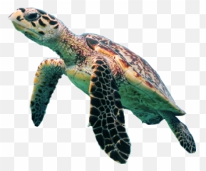 Free Png Images - Dlpngcom Transparent Background Sea Turtle Png Emoji,Sea Turtle Emoji