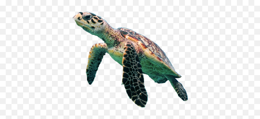 Free Png Images - Dlpngcom Transparent Background Sea Turtle Png Emoji,Sea Turtle Emoji