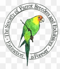 Download Clipart Transparent Stock A - Parakeet Emoji