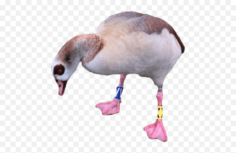Swanley Park Geese - Goose Emoji,Goose Emoji