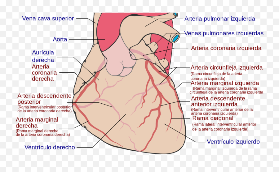Coronary Arteries Es - Coronary Arteries Emoji,What Heart Emojis Mean