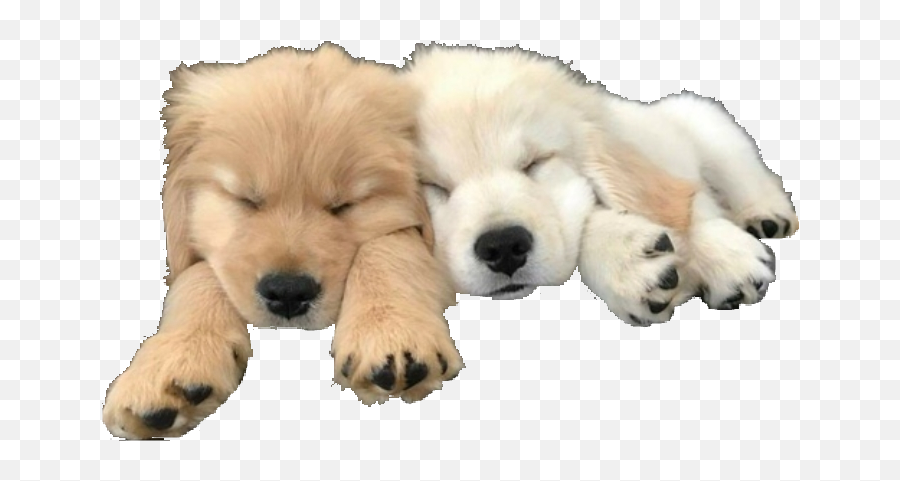 Dogs Dogpng Animals Doggo Carefree - Golden Retriever Emoji,Doggo Emoji