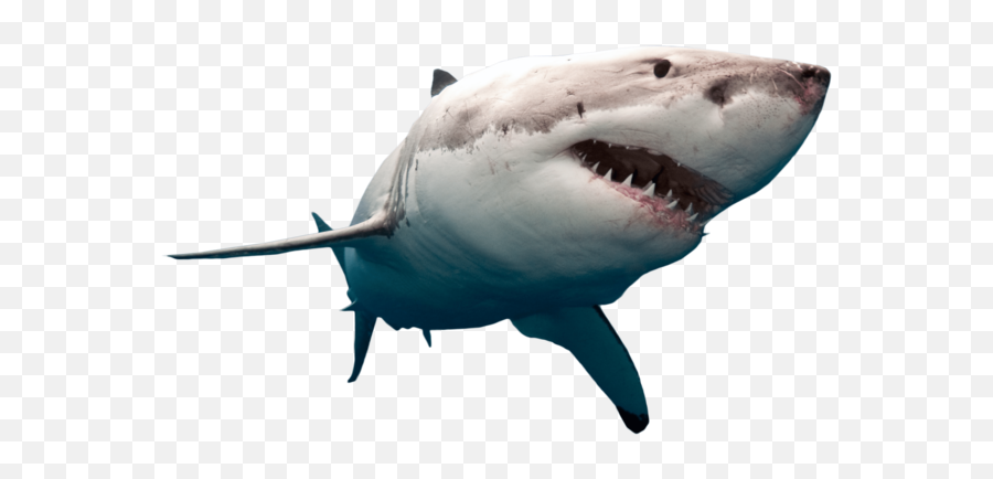 Download Free Png Shark - Great White Shark Transparent Background Emoji,Shark Emoticon