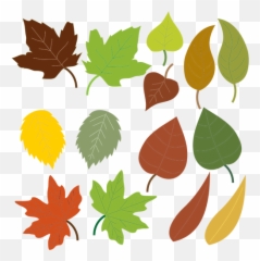 Variety Of Leaves - Types Of Leaves Clipart Emoji,Falling Leaves Emoji