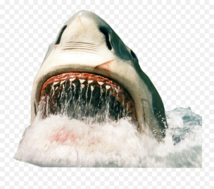 Shark - Sticker By Mi Portable Network Graphics Emoji,Shark Emoji