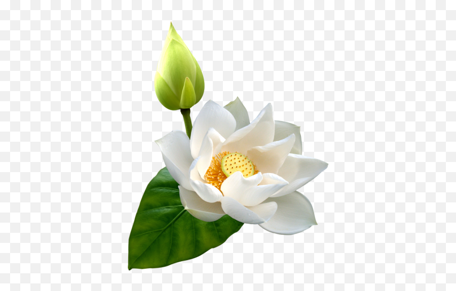 White Lotus Png Clip - White Lotus Flower Png Emoji,Lotus Flower Emoji