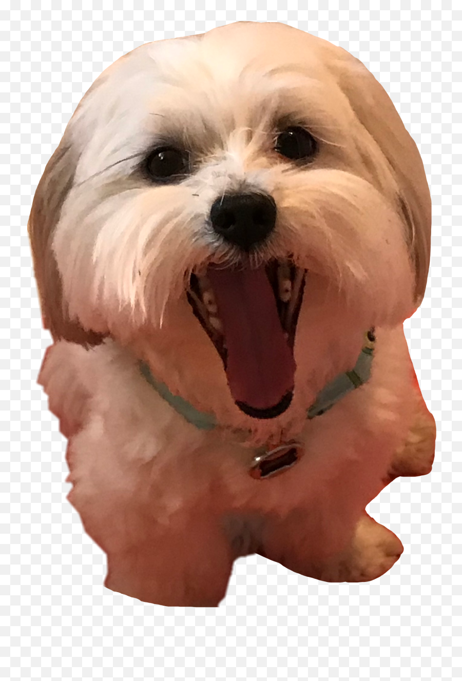 Popular And Trending Laughingdog Stickers On Picsart - Dog Yawns Emoji,Laughing Dog Emoji