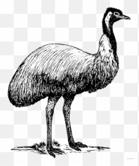 Bird Coloring Pages emu png Printable Coloring4free - Emu Clipart Emoji