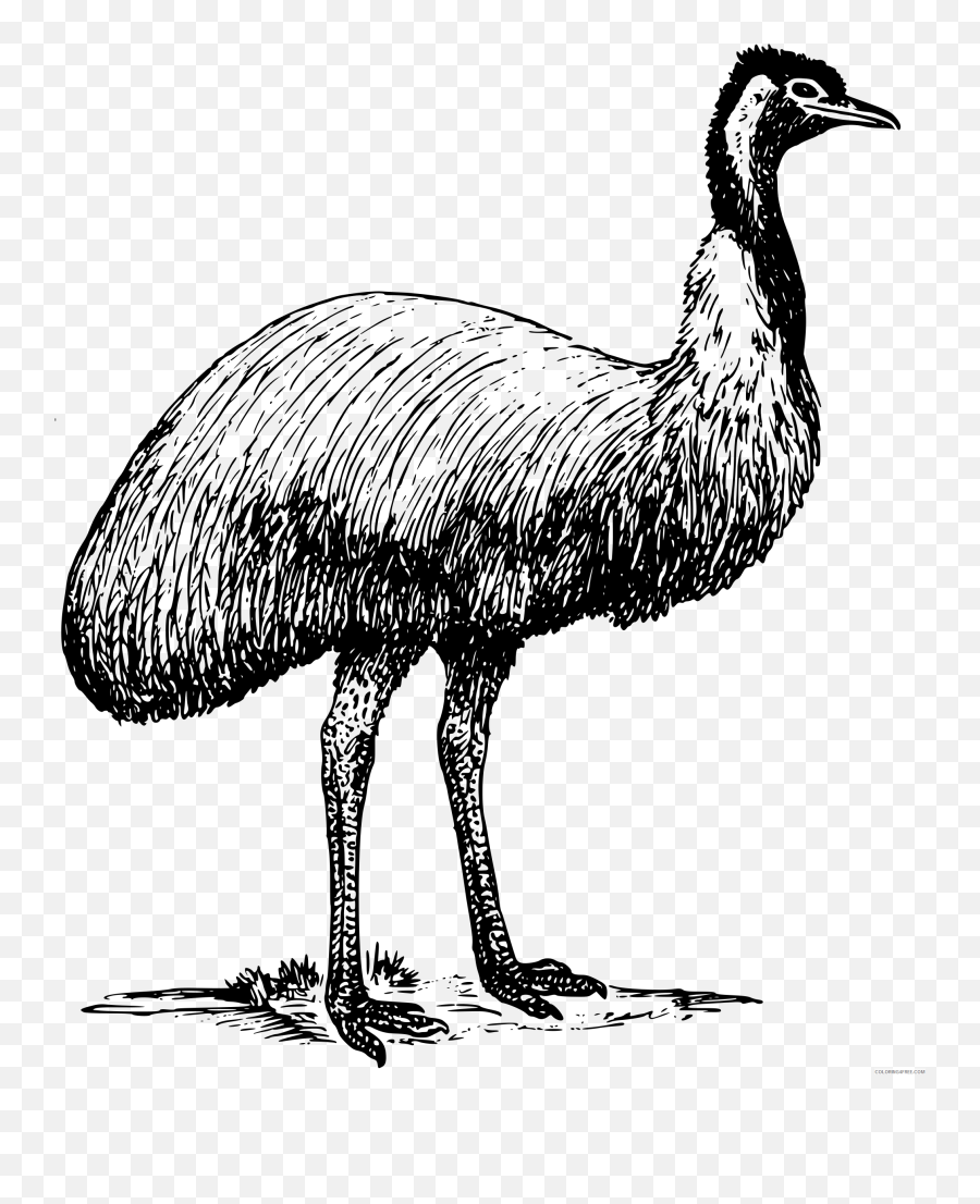 Bird Coloring Pages Emu Png Printable Coloring4free - Emu Bird Clipart Emoji,Puffin Emoji