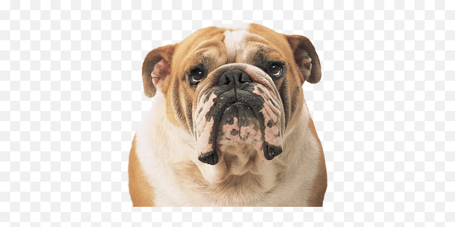 Bulldog Face Transparent Png Clipart Free Download - Bulldog Png Emoji,Bulldog Emoji