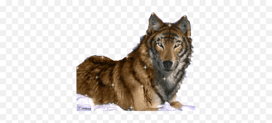 Top Auburn Tigers Stickers For Android U0026 Ios Gfycat - Real Human Wolf Hybrid Emoji,Auburn Emoji