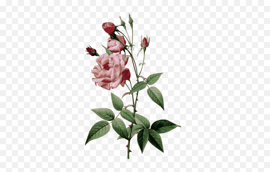 Thorny Roses - Pierre Joseph Redouté Emoji,Bouquet Of Flowers Emoji