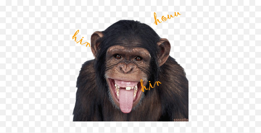 Monkey Laugh Stickers For Android Ios - Chimpanzee Funny Emoji,Laughing Monkey Emoji