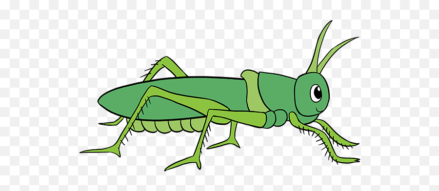 How To Draw A Grasshopper - Grasshopper Clipart Png Emoji,Crickets Emoji