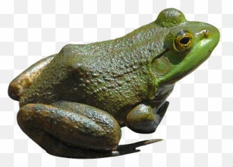 frogPNG3833png 15351094 Green Frog pictures - Bullfrog Png Emoji