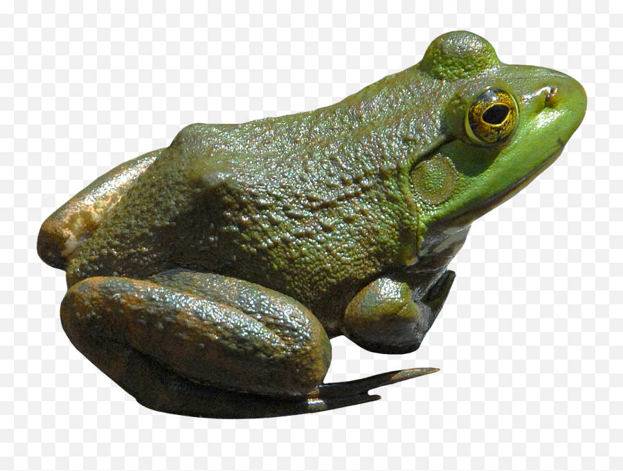 Frogpng3833png 15351094 Green Frog Frog Frog Pictures - Bullfrog Png Emoji,Frog Emoji Png